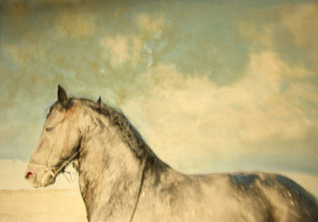 1000mise_page_centaure_fin_fin-4222